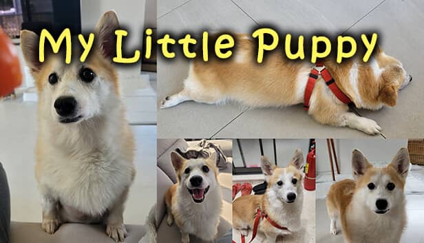 マイリトルパピー